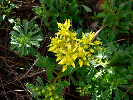 {Sedum acre}
